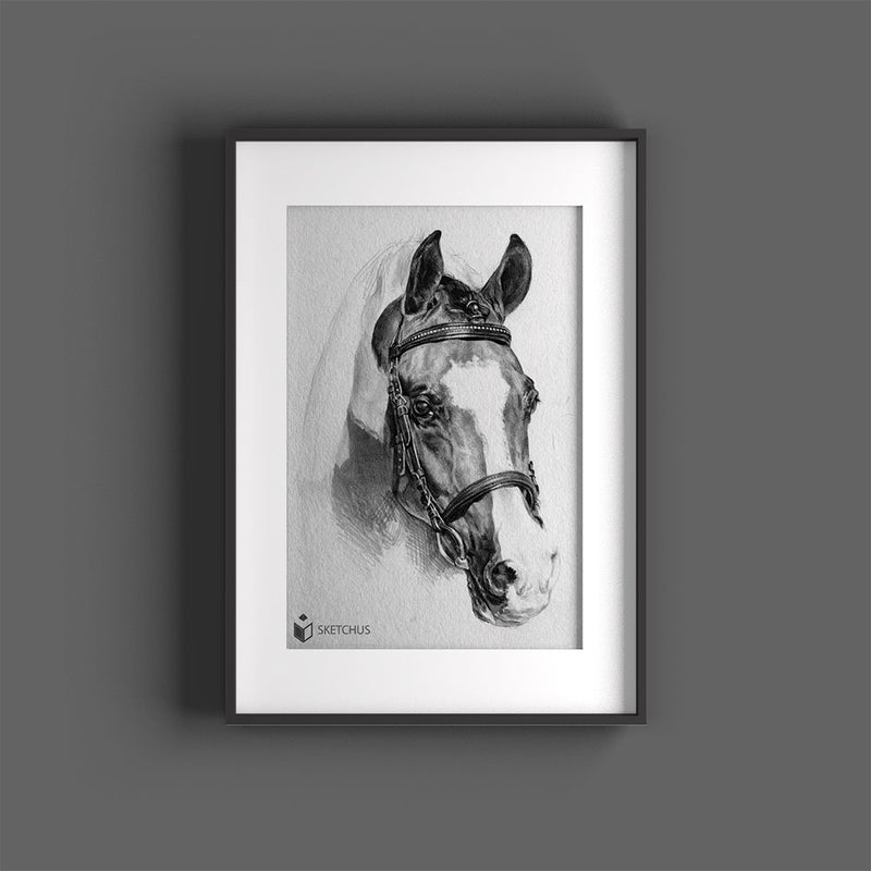 Pferdeportraits Pferd Zeichnungen